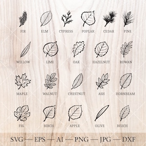 Pacote SVG de árvores de nascimento. 21 Desenhos de contorno de folhas de árvores do mês de nascimento. Clipart floral de aniversário, arte de árvore de nascimento