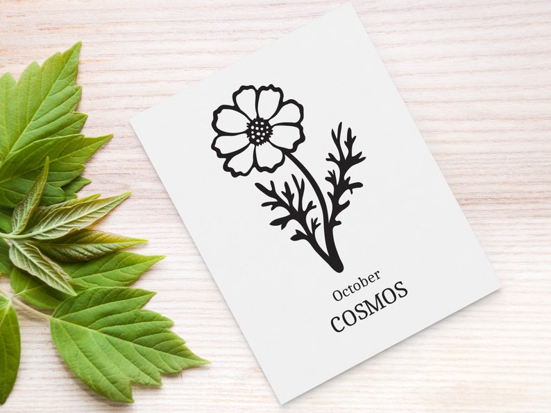 May include: A black and white illustration of a cosmos flower with the text "October COSMOS" below it.
