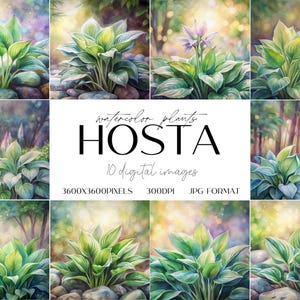 Watercolor hosta plant in garden. Floral Art Set of 10 digital JPG images. Botanical Clip Art | Digital Scrapbook Paper | Junk Journal Pages