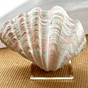 May include: A large, pale blue and pink clam shell with a textured surface. The shell is displayed on a clear acrylic stand.