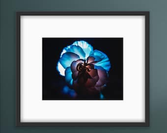 Flower in Blue Light 8.5x11" Photo Print - Art Prints - Wall Art - Wall Decor - Flowers - Flower Decor