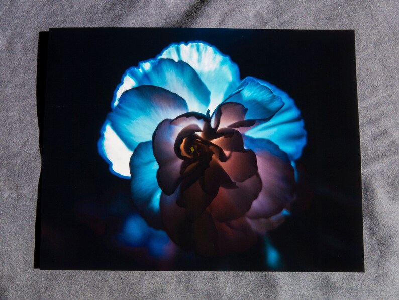 Flower in Blue Light 8.5x11 Photo Print  Art Prints  image 1