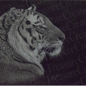 Black and White Siberian Tiger *PRINT* 12x12&quot;, 14x14&quot;, 16x16&quot;