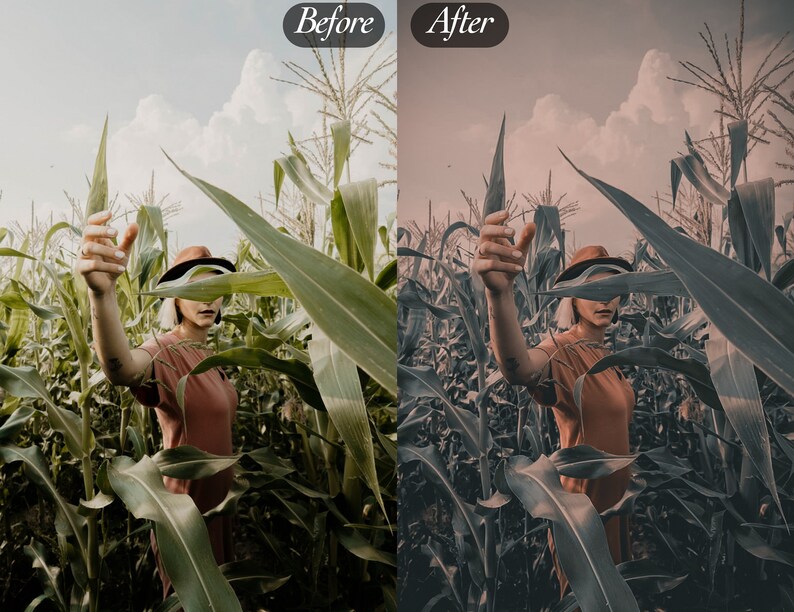 Peut inclure: Image divis&eacute;e montrant une personne dans un champ de ma&iuml;s, v&ecirc;tue d'un haut couleur rouille et d'un chapeau marron. Le c&ocirc;t&eacute; gauche est une image avant avec des &eacute;pis de ma&iuml;s verts et un ciel bleu. Le c&ocirc;t&eacute; droit est une image apr&egrave;s avec une palette de couleurs sourdes.
