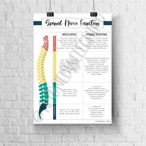 Spinal Nerve Function | Educational Chiropractic Poster
