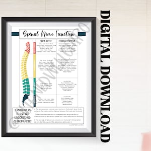 以下が含まれることがあります： 脊髄神経の機能を示すカラフルなインフォグラフィック。チャートは、脊椎における神経の位置とその対応する機能を示しています。テキストには、「脊髄神経機能」、「神経供給」、「考えられる症状」、「カイロプラクティックをよりよく理解するための3つの原則」という単語が含まれています。