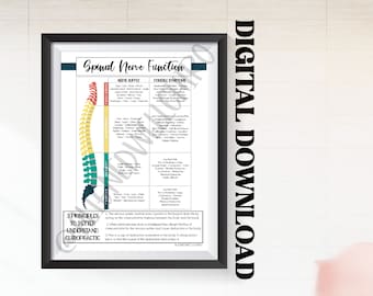 Spinal Nerve Chart Digital Download | Chiropractic Nerve Chart