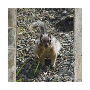 Puede incluir: Una pequeña ardilla marrón y gris con una cola tupida se encuentra en un camino de pequeñas piedras y mira directamente a la cámara.