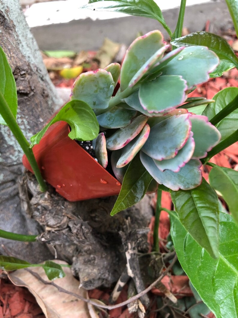 Succulents Live Plants Favors crassula ovata Jade Plant
