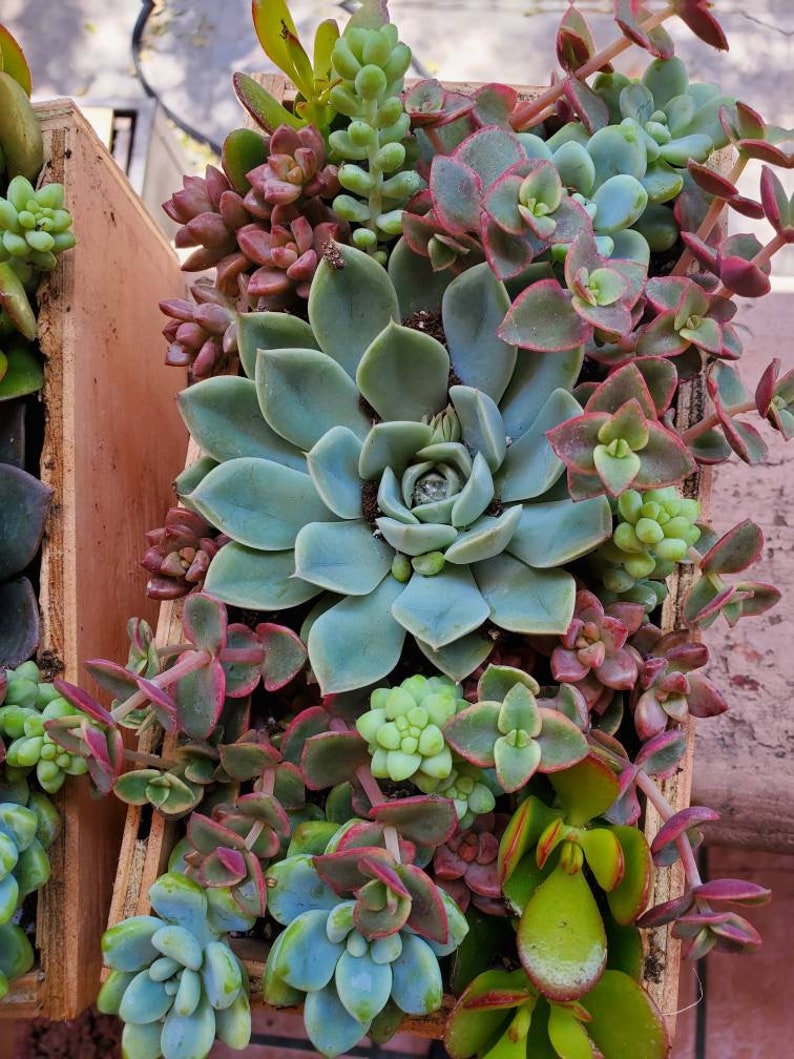 Live Succulent gift box arrangement Etsy