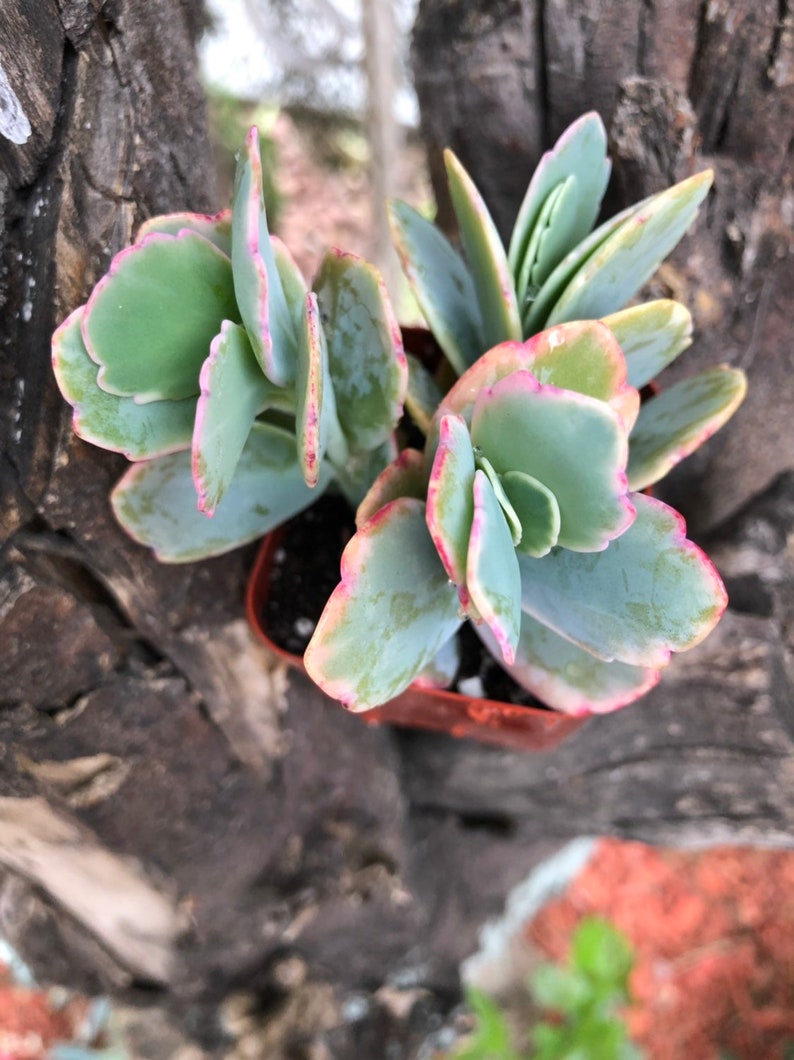 Succulents Live Plants Favors crassula ovata Jade Plant