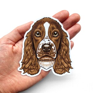 Puede incluir: Un perro Springer Spaniel marr&oacute;n y blanco con orejas largas y colgantes. El perro tiene una mancha blanca en el pecho y una nariz negra.