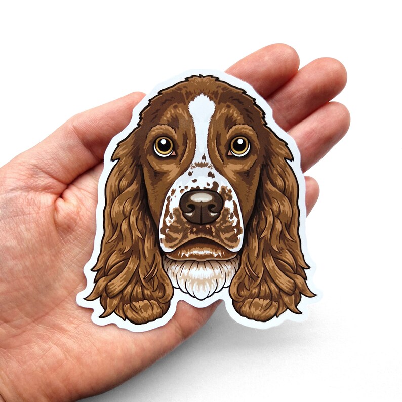 Puede incluir: Un perro Springer Spaniel marr&oacute;n y blanco con orejas largas y colgantes. El perro tiene una mancha blanca en el pecho y una nariz negra.