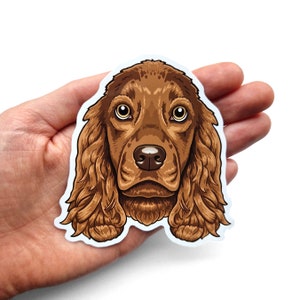 Puede incluir: Un primer plano de un perro Cocker Spaniel marr&oacute;n y blanco con pelo largo y fluido. El perro tiene una expresi&oacute;n dulce en su rostro y est&aacute; mirando directamente a la c&aacute;mara.