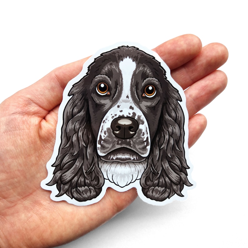 Puede incluir: Un perro Springer Spaniel negro y blanco con ojos marrones. La cabeza del perro est&aacute; mirando hacia adelante y sus orejas son ca&iacute;das. El pelo del perro es largo y rizado.