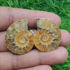 Ammonite Fancy  Shape Cabochon Matching Pair, Stone For Earring Jewelry Making ( Free Drilling Available ) Size 29X24X7 mm