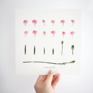 Personalisierte Januar Geburt Blume Druck | Nelken botanischen Druck | Januar Geburt Blume Druck | Geburt Blume Kunstwerk