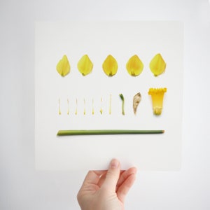 Personalised March Birth Flower Print | Daffodil Botanical Print | March Birth Flower Print | Birth Flower Artwork