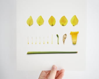 Personalised March Birth Flower Print | Daffodil Botanical Print | March Birth Flower Print | Birth Flower Artwork