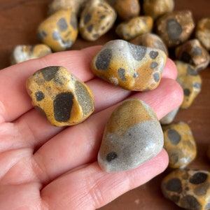 Leopardskin Jasper Tumbled Stones (~0.75-1.25&quot;) - Choose How Many Pieces - Spotted Jaguar Agate from India - Leopard Jasper Pocket Crystals