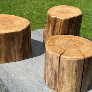 Może przedstawiać: Trzy cylindryczne drewniane bloki z widocznymi naturalnymi słojami i jasnobrązową teksturą kory. Każdy element ma płaską, okrągłą górną powierzchnię z widocznymi pierścieniami przyrostu oraz pionowe pęknięcia wzdłuż boków.