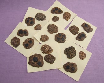 May include: A collection of brown and black fossilized sea urchins on white card stock. The sea urchins are arranged in rows and columns.