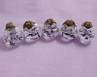 Toad and Tadpole Fish Bowls (MM141)