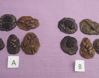 May include: Two sets of fossilized trilobites, each set containing six specimens. The trilobites are preserved in dark gray and brown rock. The sets are labeled A and B.