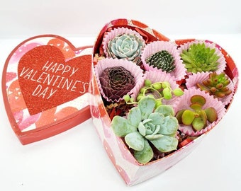 Box'o Succulents -Not Chocolates! 8 Pack- Perfect Valentine's Day gift instead of a box of chocolates!
