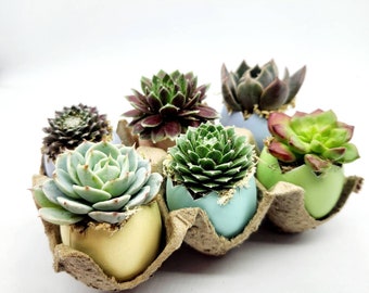 Spring Egg Succulent 6 Pack- A curated egg carton of cuttings and bare root succulents ready for planting! Great gift to welcome Spring!
