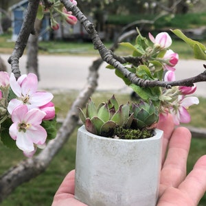 Cement Succulent Planter