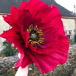 Puede incluir: Primer plano de una gran flor de amapola roja brillante. La flor tiene pétalos arrugados y un centro oscuro con estambres amarillos y un pistilo verde. La flor se encuentra frente a una pared de piedra y un edificio.