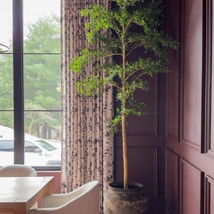 Faux Black Olive Tree, Shady Lady Tree, Olive Tree, Bucida Buceras Tree