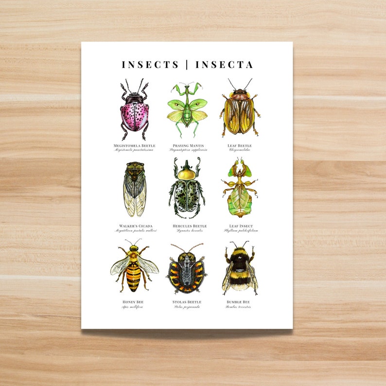 INSECT POSTER, Insect Painting, Insects, Bugs, Scientific Art ...