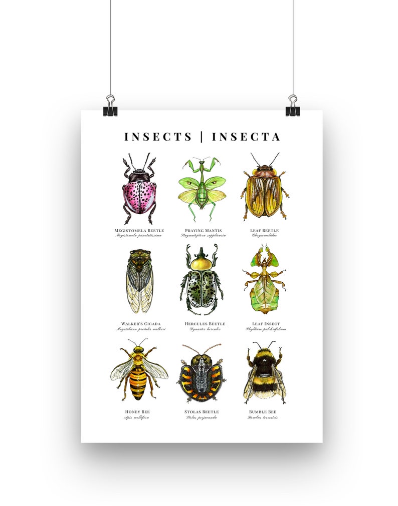 INSECT POSTER, Insect Painting, Insects, Bugs, Scientific Art ...