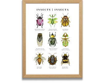 INSECT POSTER, insect painting, Insects, Bugs, Scientific Art, Scientific Poster, Home Decor, Kids Room, Boys Room, Illustration, Watercolor