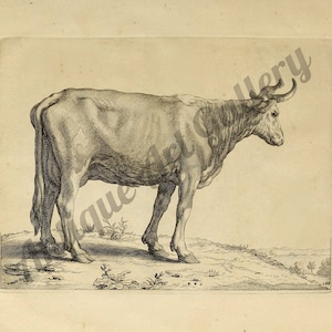 Antique print of a Cow DIGITAL DOWNLOAD, Art to frame, Instant Download, Vintage download, Antique engraving, Black&white picture, JPG