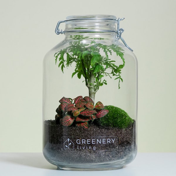 Flaschengarten Jar-1 DIY-Set / Terrarium / Biotope / Ecosystem (5 liters)