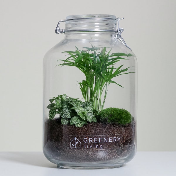 Flaschengarten Jar-2 DIY-Set / Terrarium / Biotope / Ecosystem (5 liters)