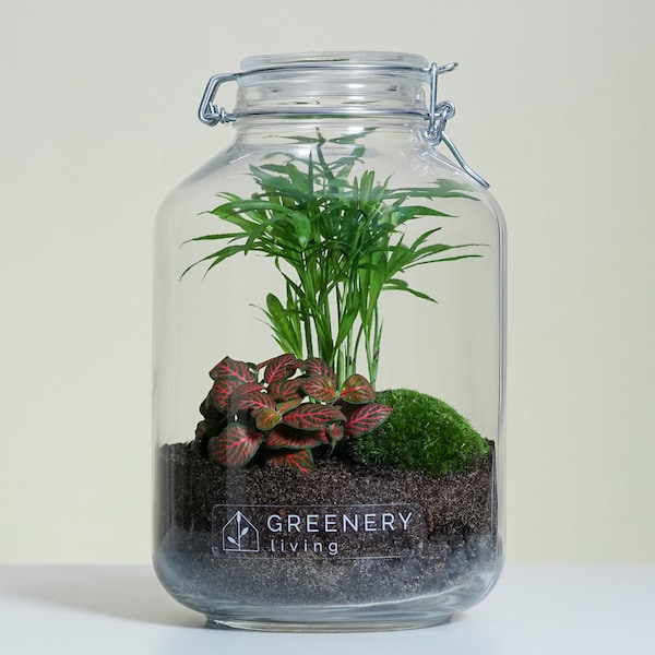 Flaschengarten Jar-3 DIY set / terrarium / biotope / ecosystem (5 liters)