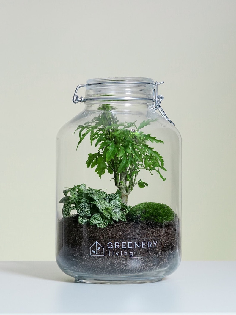 Bottle Garden Jar4 DIY Set / Terrarium / Biotope / Ecosystem Etsy