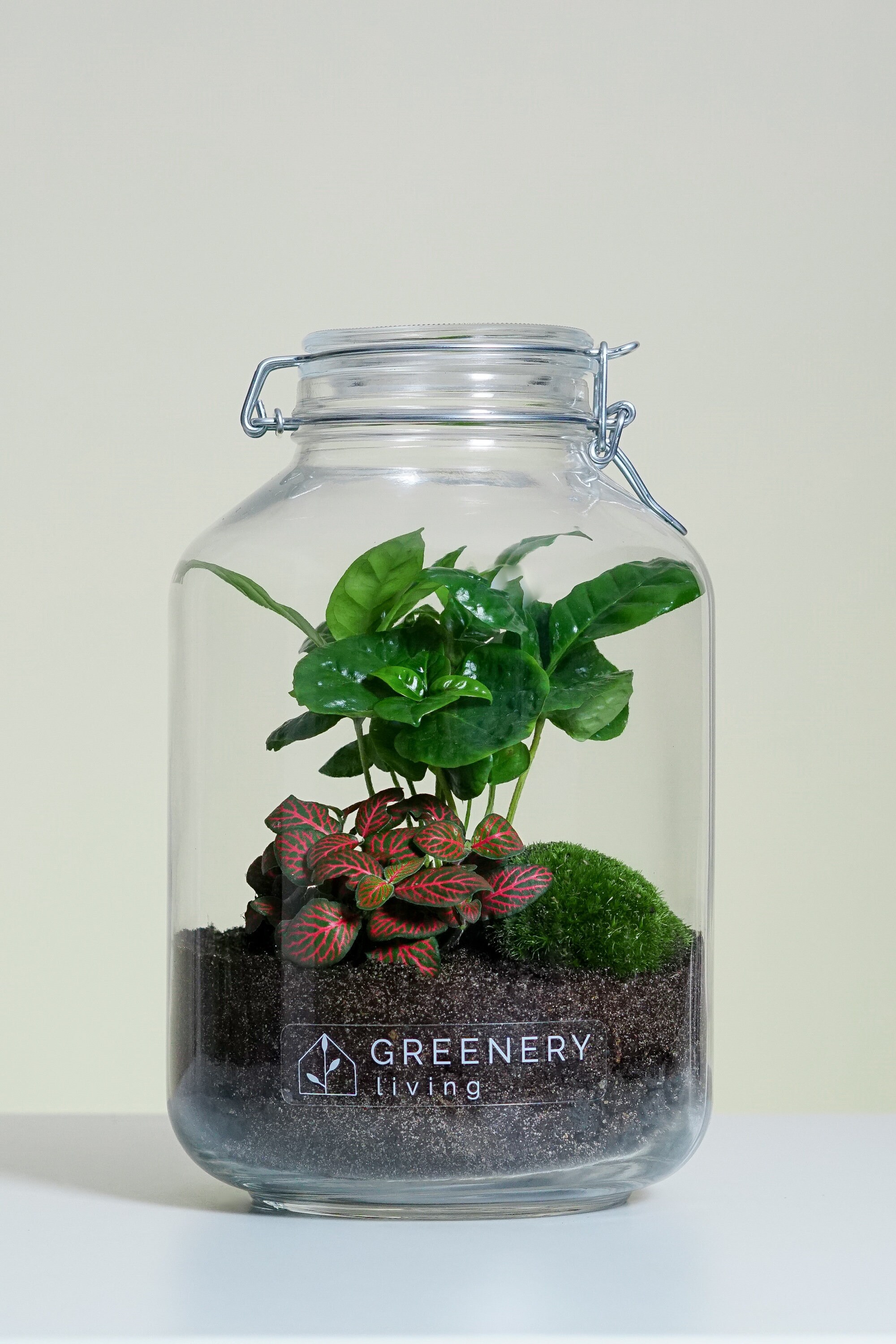 Flaschengarten Jar-5 DIY-Set / Terrarium / Biotop / Ökosystem - Etsy  Österreich