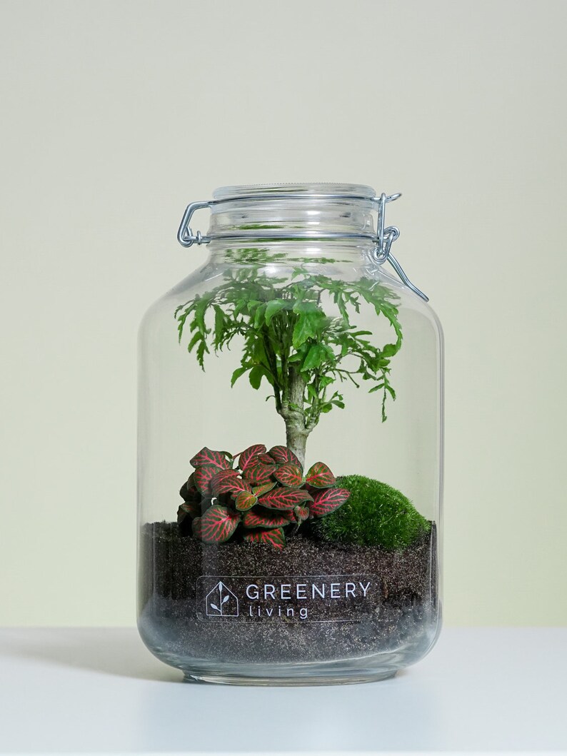 Bottle Garden Jar1 DIY Set / Terrarium / Biotope / Ecosystem Etsy
