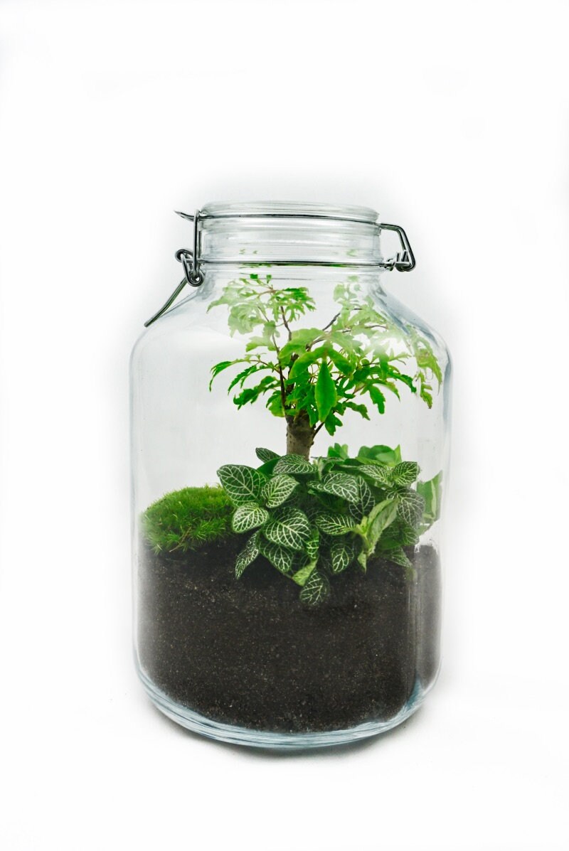 Mini Biotop Im Glas Blogdejust