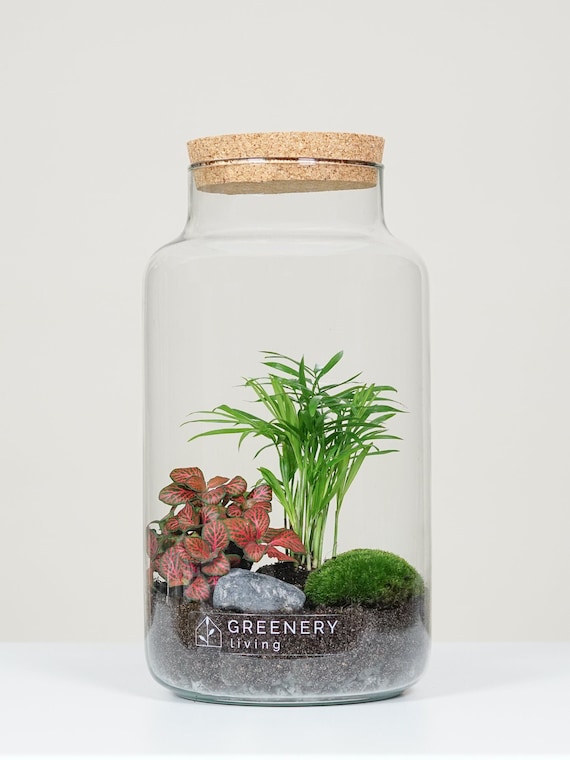 Flaschengarten Jar-3 DIY-Set/Terrarium/Biotop/Ökosystem 5 Liter ideal als Geschenk : stilvolles Wohnaccessoire mit echten Pflanzen Flaschengarten Jar-3 DIY-Set/Terrarium/Biotop/Ökosystem 5 Liter ideal als Geschenk : stilvolles Wohnaccessoire mit echten Pflanzen