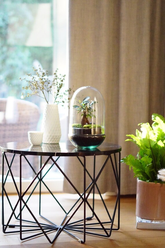 Flaschengarten Jar-3 DIY-Set/Terrarium/Biotop/Ökosystem ideal als Geschenk 5 Liter : stilvolles Wohnaccessoire mit echten Pflanzen Flaschengarten Jar-3 DIY-Set/Terrarium/Biotop/Ökosystem ideal als Geschenk 5 Liter : stilvolles Wohnaccessoire mit echten Pflanzen