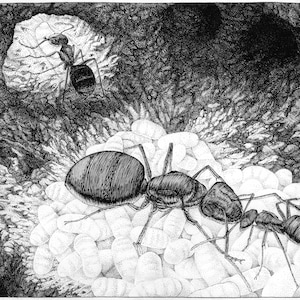Camponotus Modoc Dessin D Insectes Illustration Etsy Camponotus Modoc Dessin D Insectes Illustration Etsy
