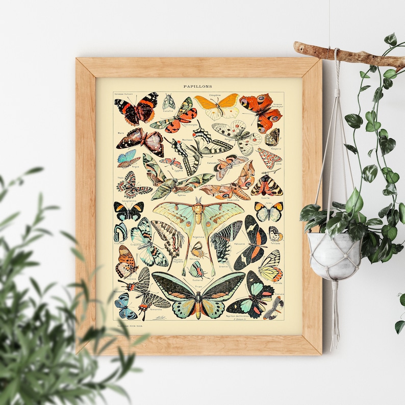 VINTAGE AESTHETIC Papillions Monarch Butterfly Moth Bug Old Science Textbook Artwork Poster Adolphe Millot Room Decor Rare Garden Bug Print 