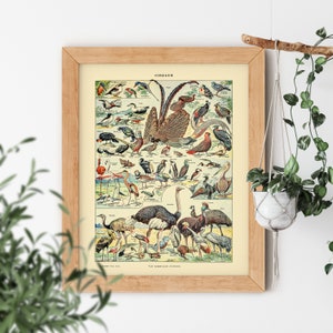 VINTAGE AESTHETIC Oiseaux Exotic Wild Bird Ostrich Turkey Old Science Textbook Artwork Poster Adolphe Millot Room Decor Print