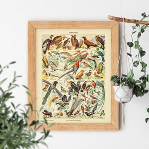 VINTAGE AESTHETIC Oiseaux Wild Exotic Bird Parrot Toucan Old Science Textbook Artwork Poster Adolphe Millot Room Decor Print  Inch